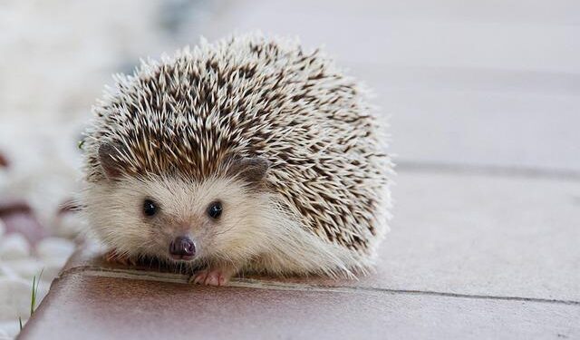 HRW accuses Mauritania of serious violations of migrants’ rights – InfoMigrants