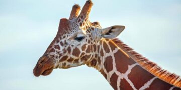 Kenya sends hundreds more police to help fight Haiti gangs – France 24