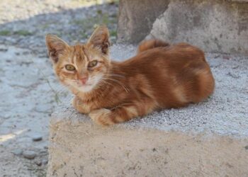 As Equatorial Guinea burned through oil riches, millions were funneled to a company owned by its ‘playboy prince’ – International Consortium of Investigative Journalists – ICIJ