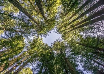 Isbell looks forward to Sumner County’s America 250 project – Main Street Media of Tennessee