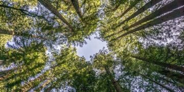 Isbell looks forward to Sumner County’s America 250 project – Main Street Media of Tennessee