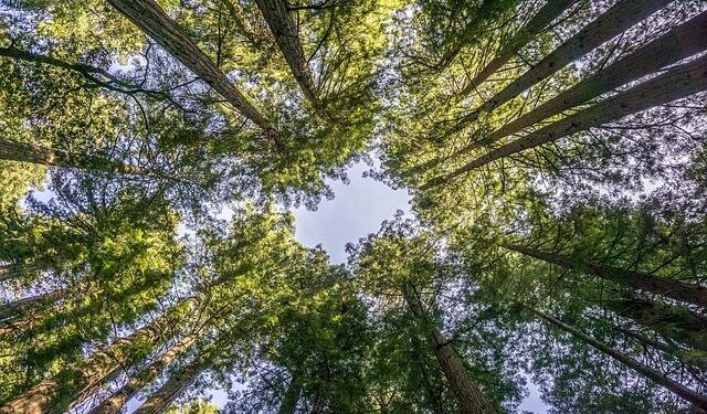 Isbell looks forward to Sumner County’s America 250 project – Main Street Media of Tennessee