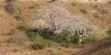 Angola Country Economic Memorandum: Moving Beyond Oil – World Bank Group