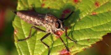 Armed robbers grab cash in Vanuatu airport heist – Islands Business