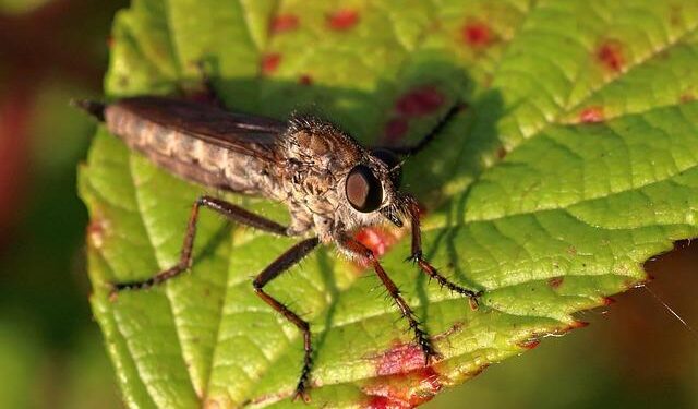 Armed robbers grab cash in Vanuatu airport heist – Islands Business