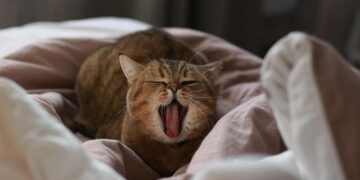 Exploring Papua New Guinea Safely: Lessons from the Coral Adventurer Cruise Grounding for Global Travelers – Travel And Tour World