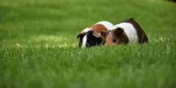 Guinea, The Marshall Islands And Kiribati Welcomed Into The FIDE Fold (And Burkino Faso Welcomed Back) – World Chess