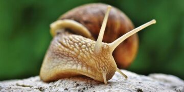 Swiss-Liechtenstein probe into deaths of four family members – SWI swissinfo.ch