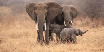 Tanzania crackdown on planned protest leaves streets deserted – BBC