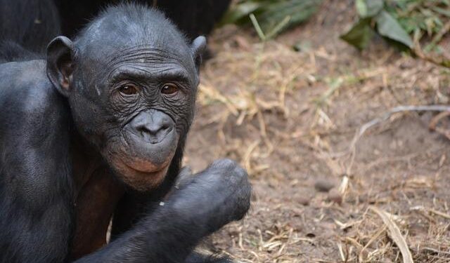 Peace Agreement Between the Democratic Republic of the Congo and the Republic of Rwanda – USEmbassy.gov