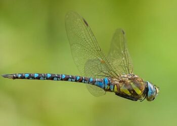 Mauritania’s coast guard says at least 49 died when a boat carrying migrants capsized this week – PBS