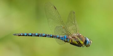 Mauritania’s coast guard says at least 49 died when a boat carrying migrants capsized this week – PBS