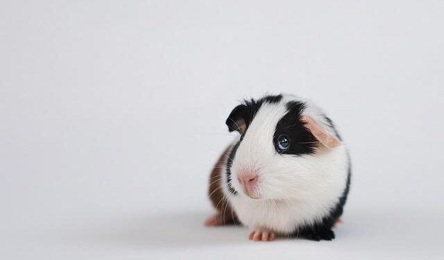 Guinea Supreme Court Confirms Doumbouya as President After Dec. 28 Poll – The North Africa Post