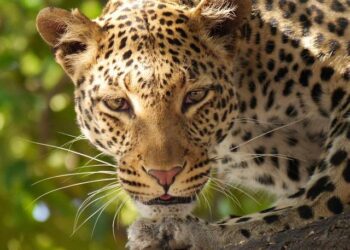 Moody’s cuts Botswana’s rating by a notch to ‘Baa1’ amid diamond industry slump – Reuters