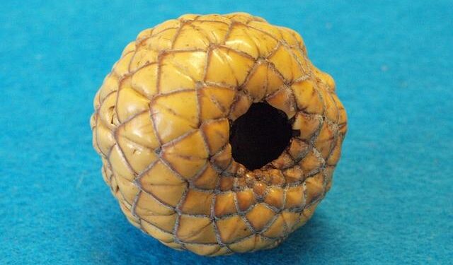 Vanuatu – AFD – Agence Française de Développement