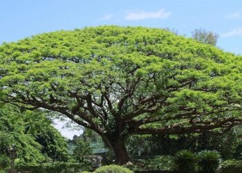 Koa Moana 25 U.S. Marines and Sailors Lifesaving Kits Empowering Palau in Time for Pacific Mini Games – navy.mil