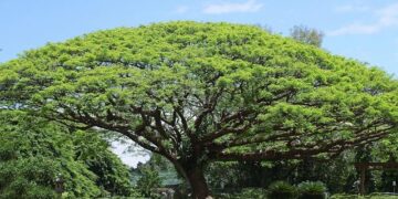 Koa Moana 25 U.S. Marines and Sailors Lifesaving Kits Empowering Palau in Time for Pacific Mini Games – navy.mil