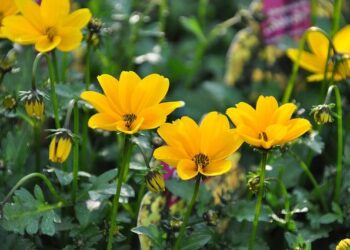 Biden wins Northern Mariana Islands Democratic primary – USA Today