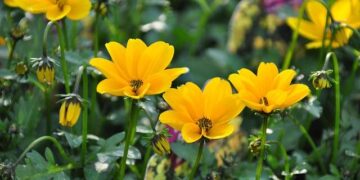 Biden wins Northern Mariana Islands Democratic primary – USA Today