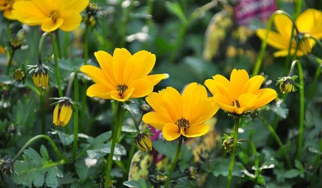 Biden wins Northern Mariana Islands Democratic primary – USA Today