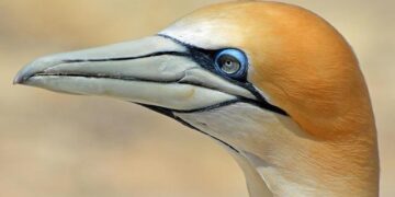 New Zealand Shares Close Near 6-Week High – TradingView — Track All Markets