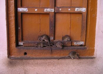 Rats played major role in Easter Island’s deforestation, study reveals – Binghamton University