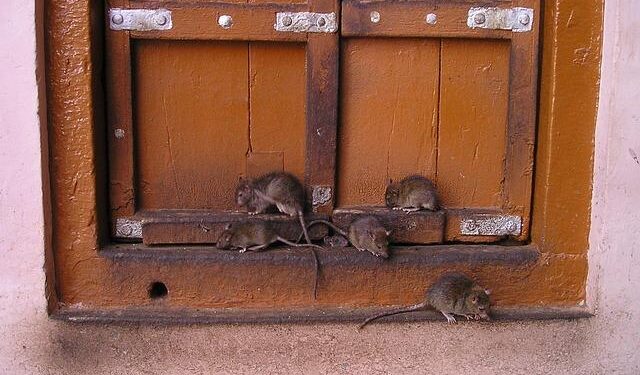 Rats played major role in Easter Island’s deforestation, study reveals – Binghamton University