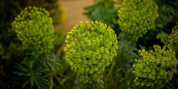 Albanese softens resistance to royal commission into Bondi attack as pressure mounts – The Guardian