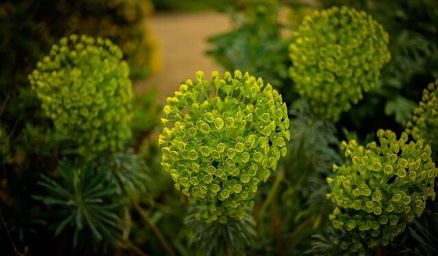 Albanese softens resistance to royal commission into Bondi attack as pressure mounts – The Guardian