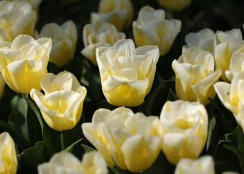 Netherlands police face ‘unprecedented’ New Year’s violence – BBC