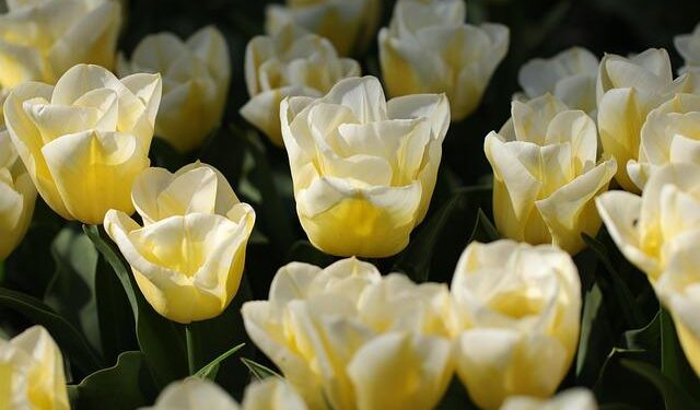 Netherlands police face ‘unprecedented’ New Year’s violence – BBC