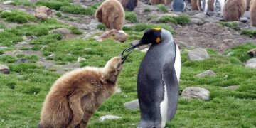 Penguins Goaltender Arturs Silovs to Represent Team Latvia at the Olympic Winter Games Milano Cortina 2026 – NHL.com