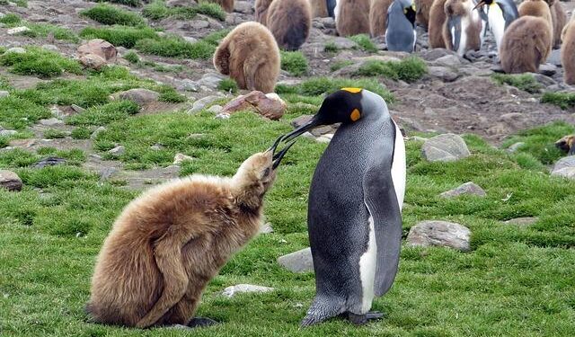 Penguins Goaltender Arturs Silovs to Represent Team Latvia at the Olympic Winter Games Milano Cortina 2026 – NHL.com