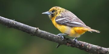 Baltimore’s Little Italy arson suspect detained by neighbor until officers arrived, police say – CBS News