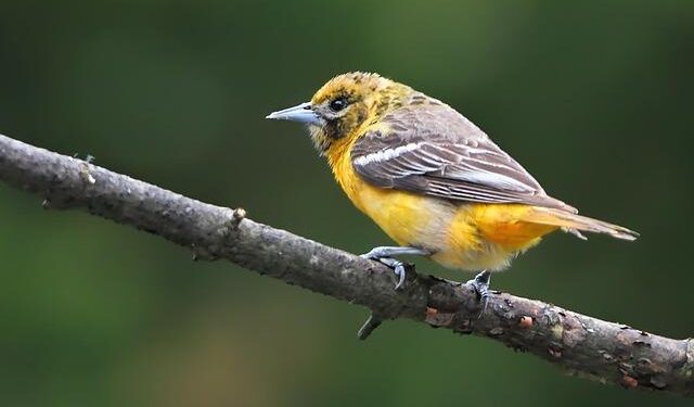 Baltimore’s Little Italy arson suspect detained by neighbor until officers arrived, police say – CBS News