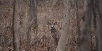 Nigeria Joins Zimbabwe, Uganda, Senegal, Angola, Namibia, Tanzania, and Seventeen Other African Countries in Facing Severe Entry Changes in the US as the Government Starts all New Visa Bond Program to Prevent Overstays in 2026 – Travel And Tour World