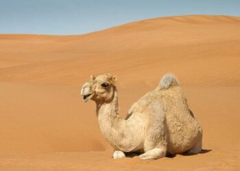 Western Sahara: questioning the theory of moroccan infringement – Fondapol