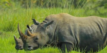 Uganda opposition candidate says he will review oil deals if elected next week – Reuters