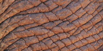 Stateless in South Africa: ‘You’re invisible, you don’t exist’ – life without a birth certificate – BBC