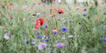 Why is Luka Modric not starting for Croatia vs Faroe Islands in 2026 World Cup Qualifiers today? – bolavip.com