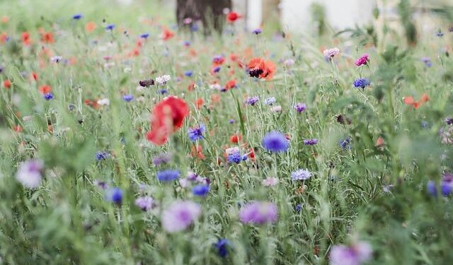 Why is Luka Modric not starting for Croatia vs Faroe Islands in 2026 World Cup Qualifiers today? – bolavip.com