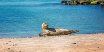 Denmark in ‘crisis mode’ as Trump sets sights on Greenland after Venezuela attack – CNBC