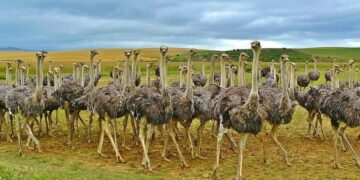 South Africa defends naval drills with Iran, Russia as ‘essential’ – Iosco County News Herald