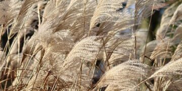 Who wins from China’s Cook Islands investment? – dw.com