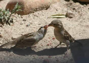 Djibouti Parliament Approves Game-Changing Law for 2026 Elections!