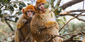 Morocco Expands Horizons: Renewed Satellite Communication Licenses for Nine Operators!