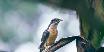 India Invests $680 Million to Fuel Economic Growth in Mauritius