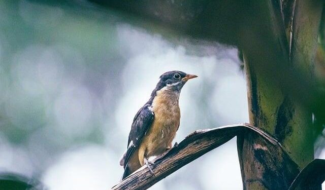 India Invests $680 Million to Fuel Economic Growth in Mauritius