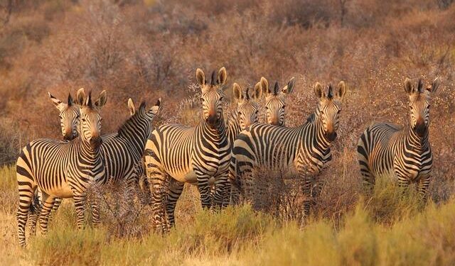Kruger Park Under Water: Day Visits Halted as Torrential Rains Reshape the Wilderness