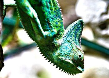 Yemen’s Heart-Wrenching Journey in the Arab Cup: A Thrilling Penalty Shootout with Comoros